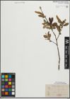 Foto von Salix pentandra L.